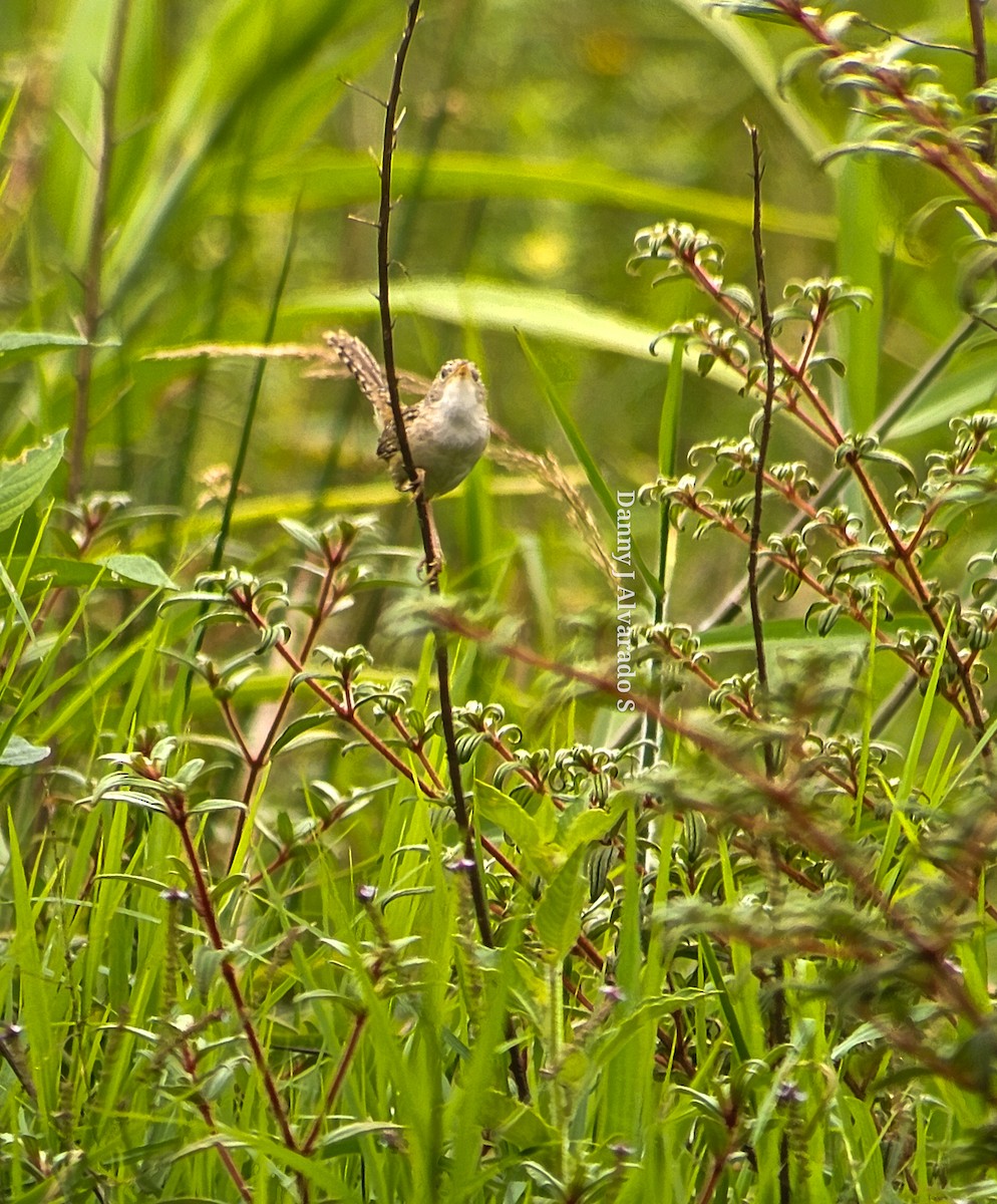 Grass Wren - Danny J Alvarado S