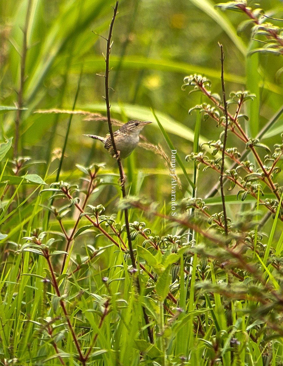 Grass Wren - Danny J Alvarado S