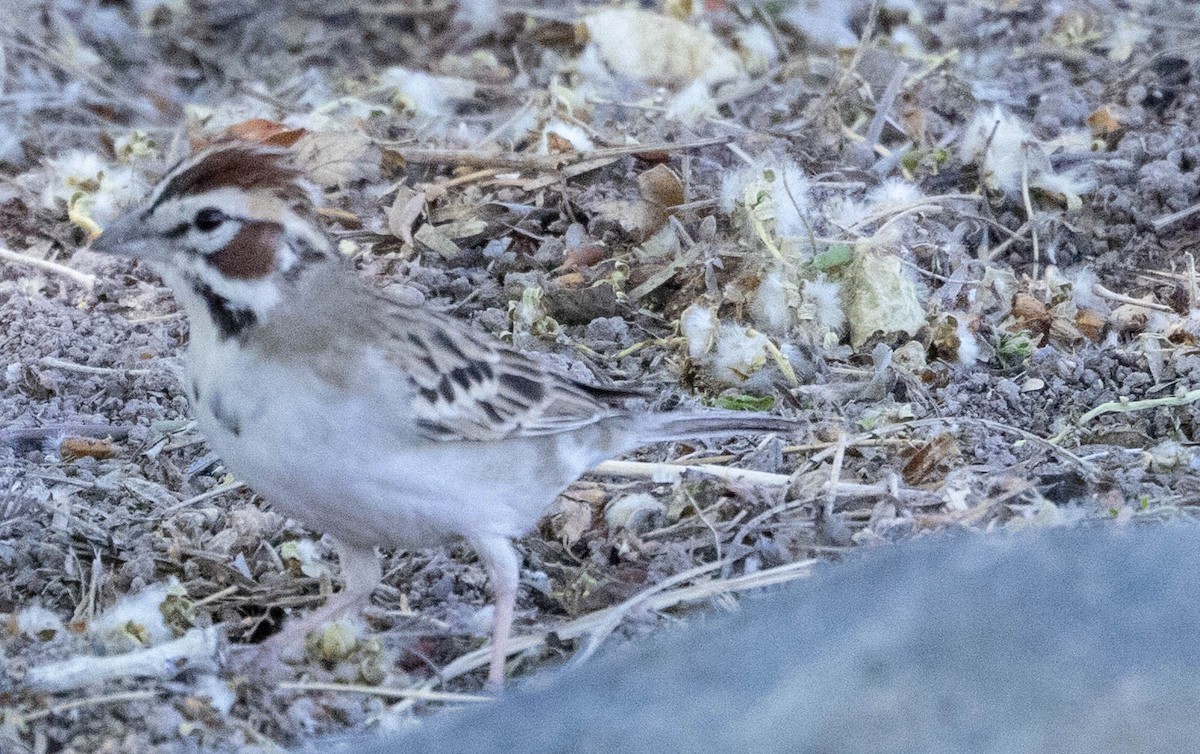 Lark Sparrow - Allan Spradling