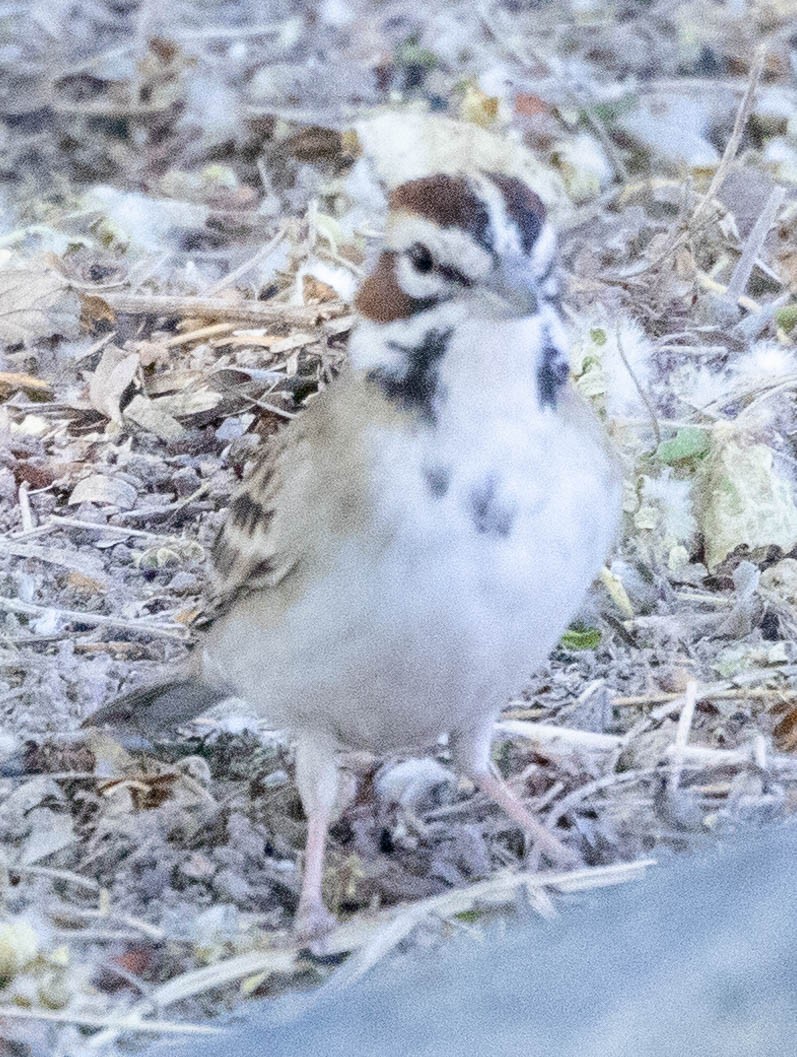 Lark Sparrow - Allan Spradling