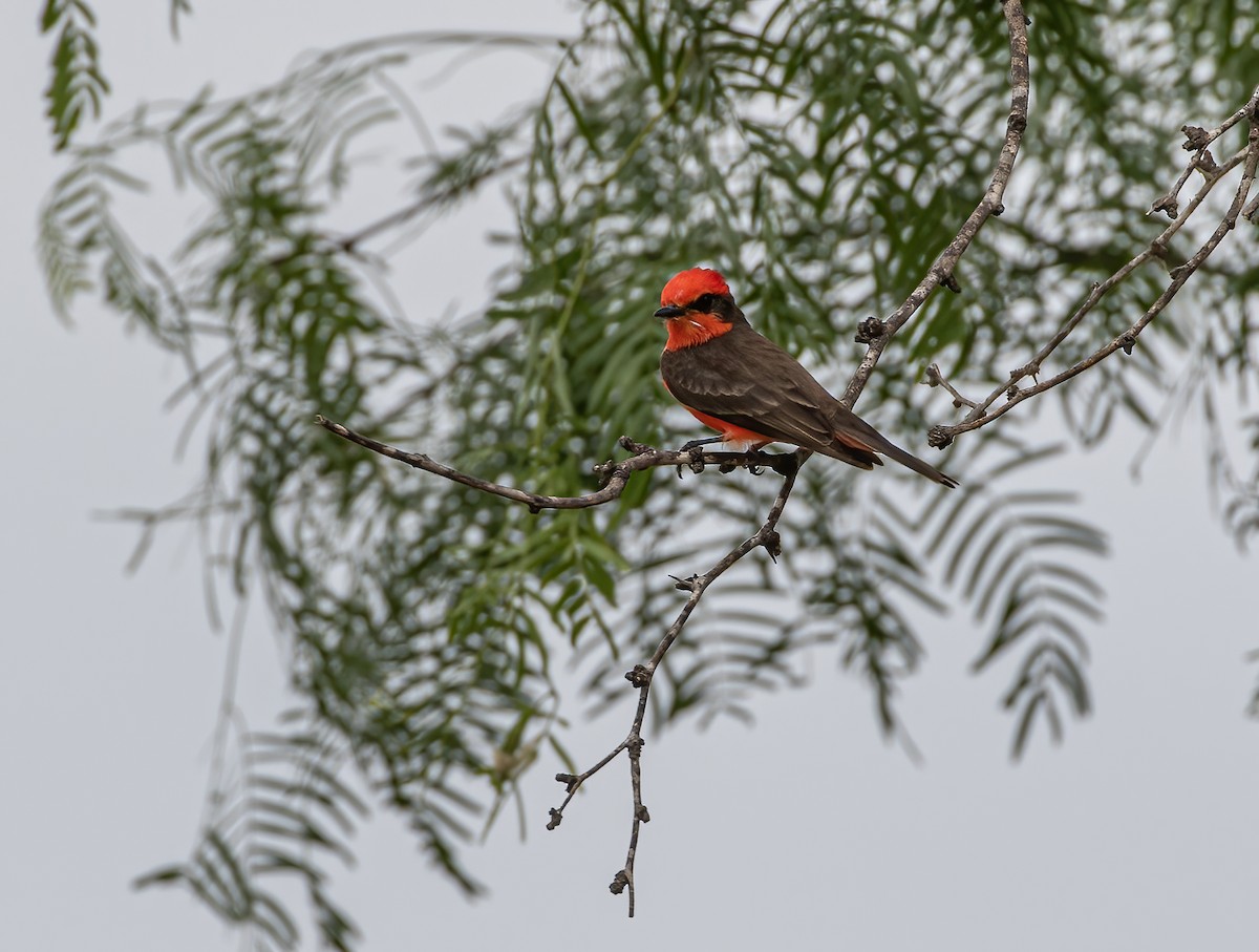 Vermilion Flycatcher - Keith Watson