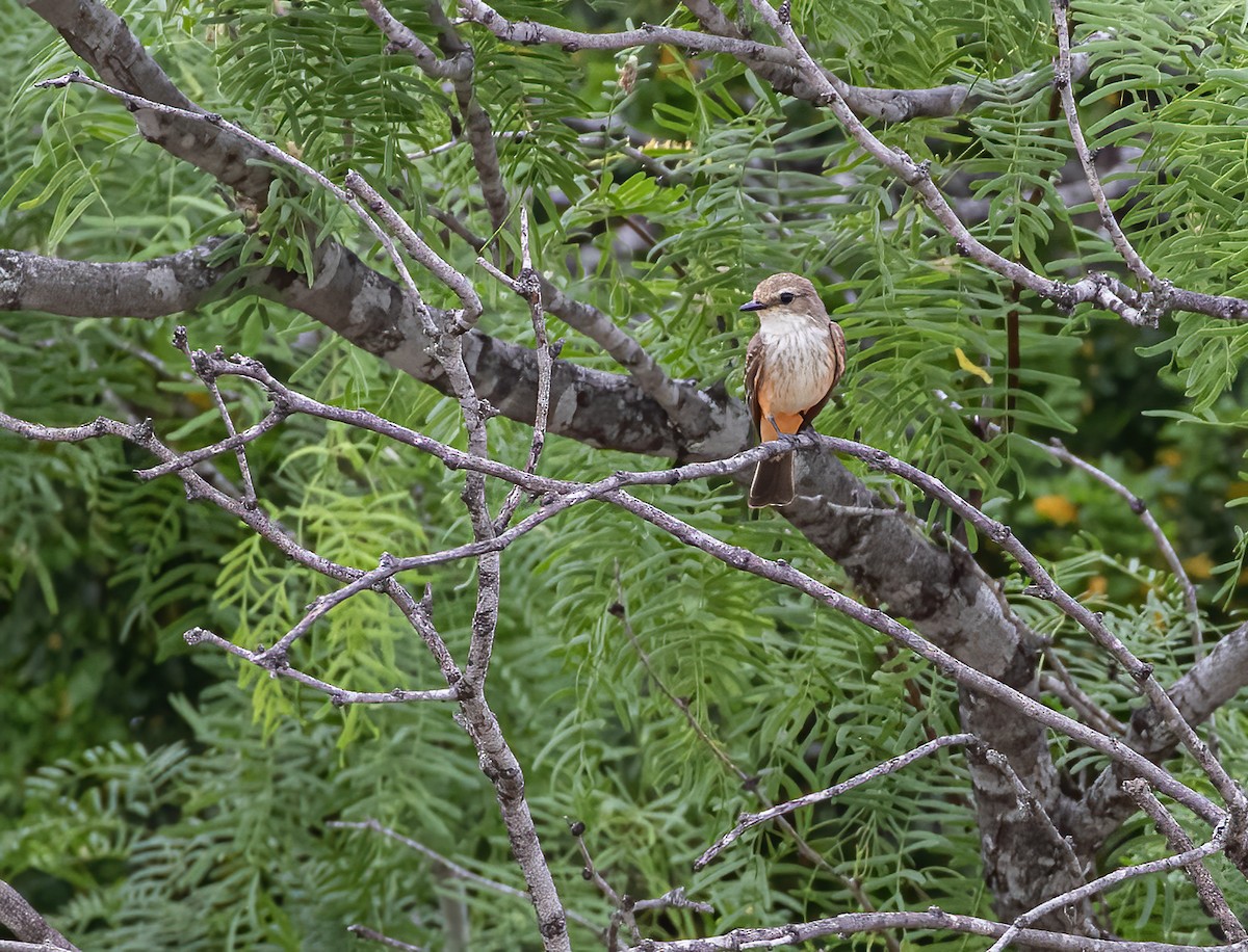 Vermilion Flycatcher - Keith Watson