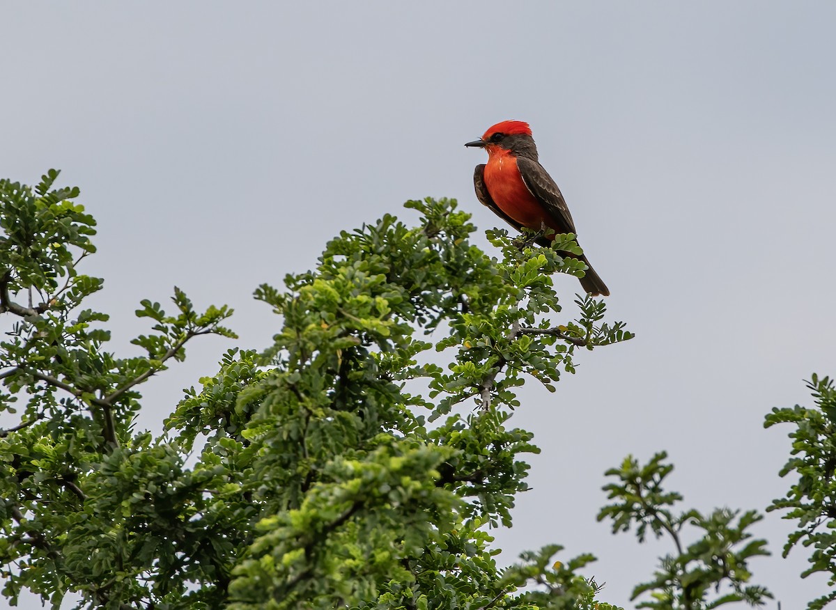 Vermilion Flycatcher - Keith Watson