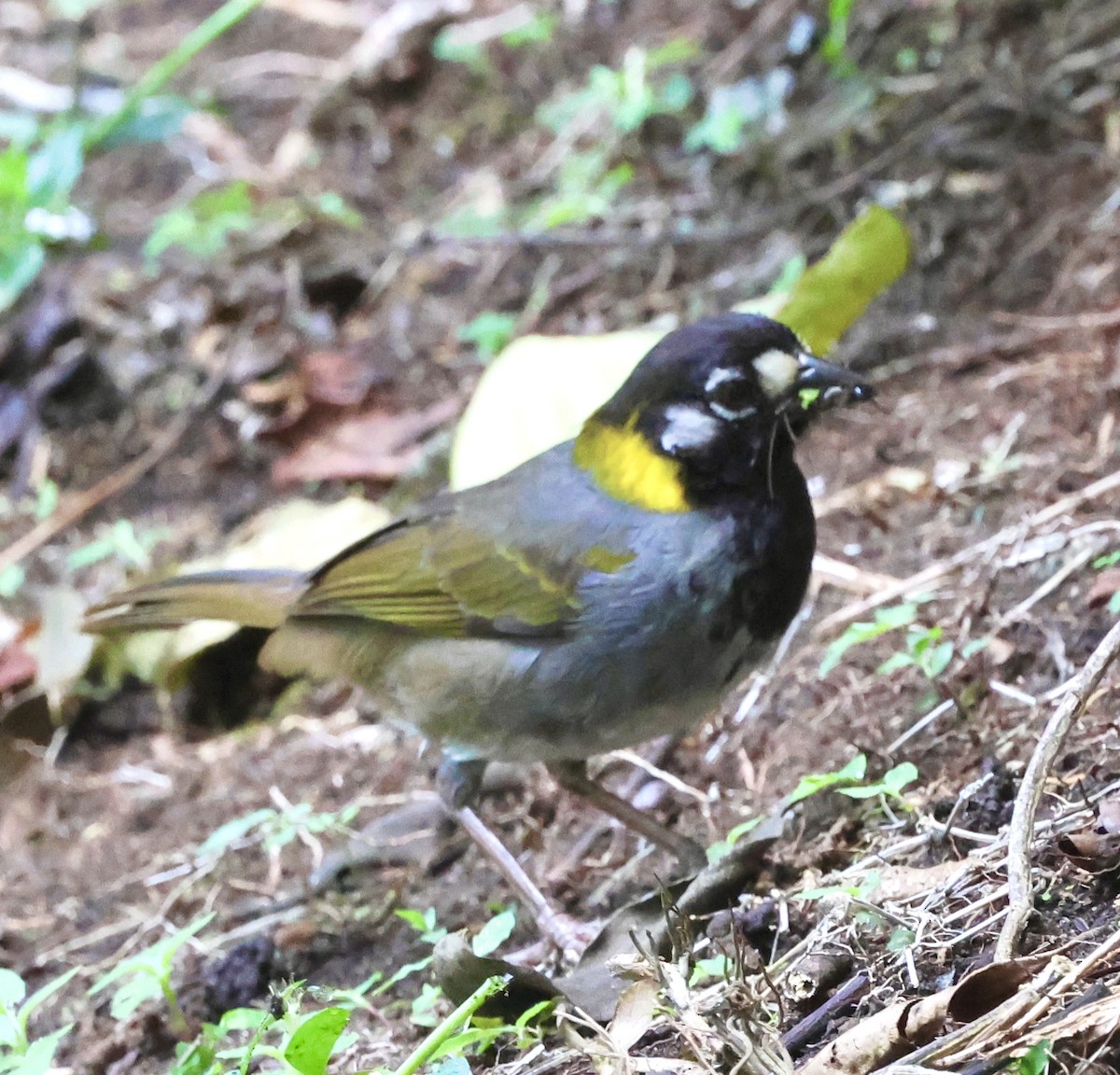 White-eared Ground-Sparrow - Debbie Crowley