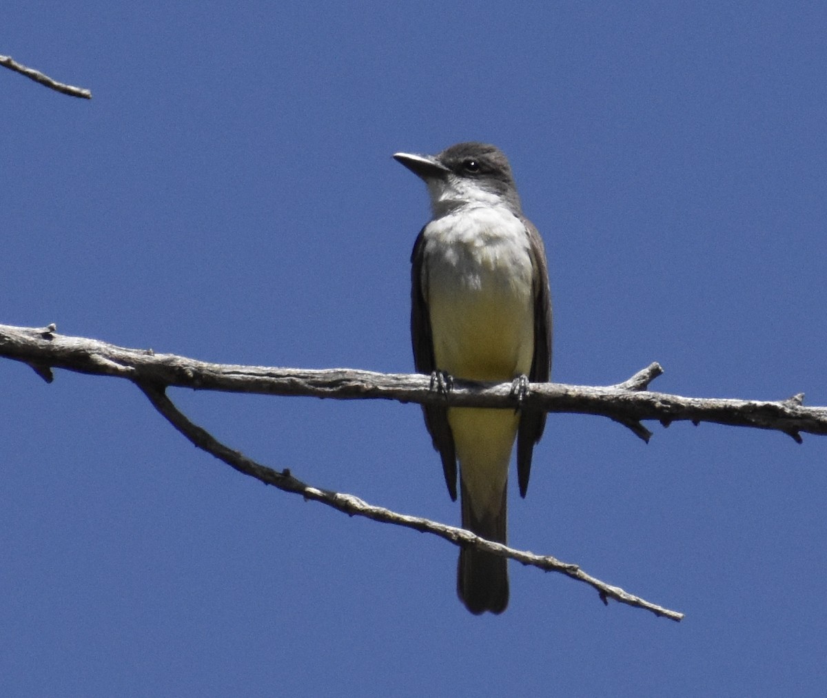 Thick-billed Kingbird - Sara Busch