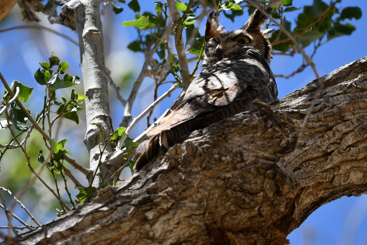 Great Horned Owl - Lael Rudisill