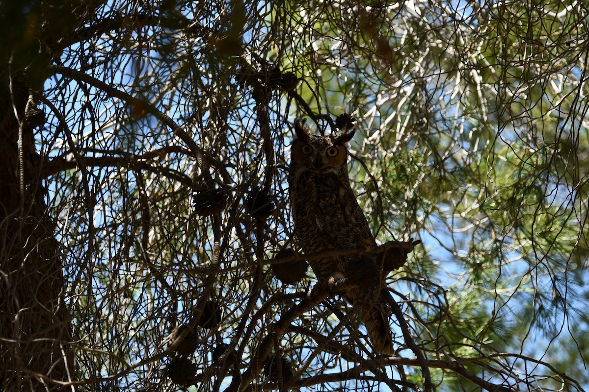 Great Horned Owl - Lael Rudisill