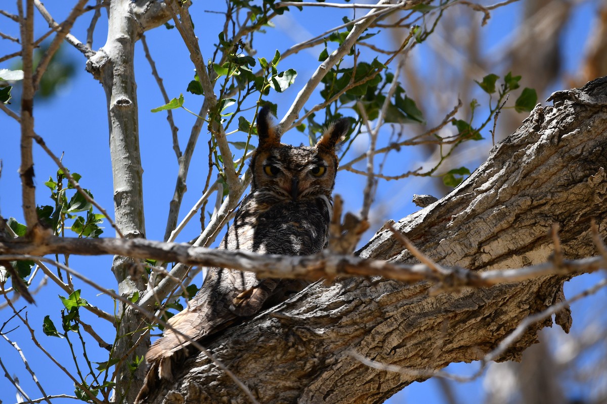 Great Horned Owl - Lael Rudisill