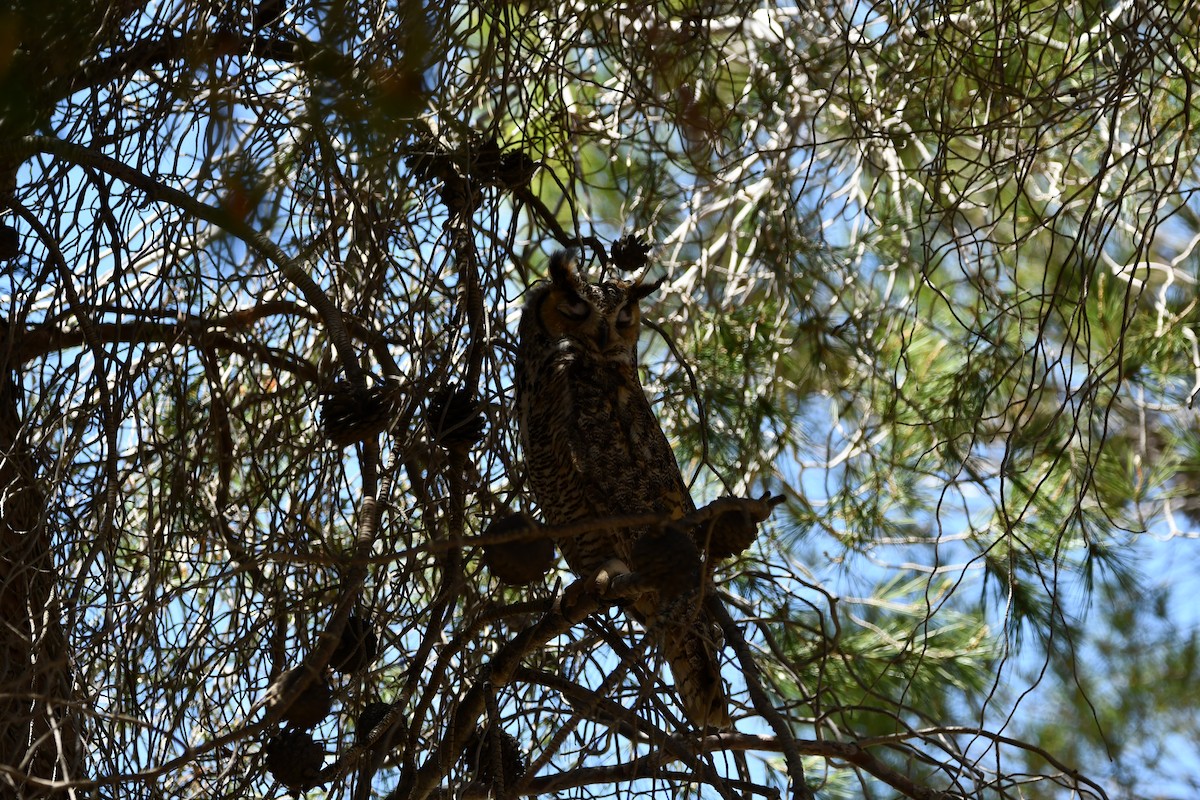 Great Horned Owl - Lael Rudisill