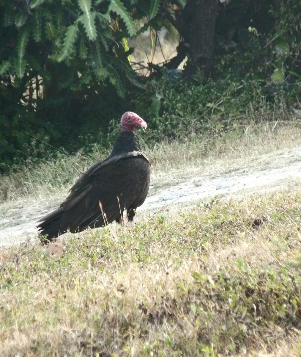 Turkey Vulture - ML619548530