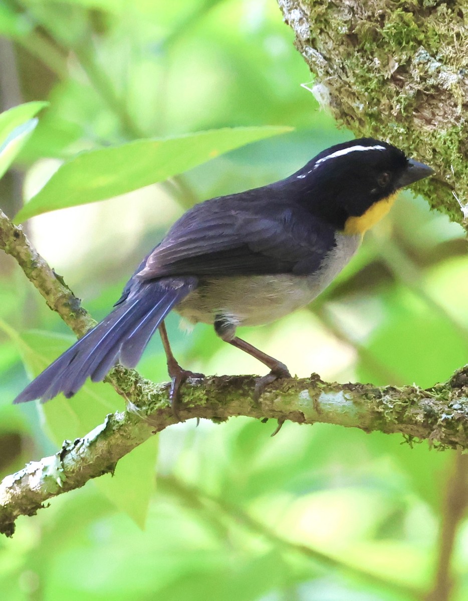 White-naped Brushfinch - Debbie Crowley