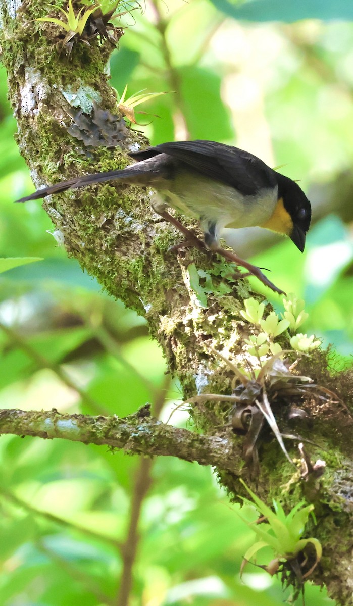 White-naped Brushfinch - Debbie Crowley