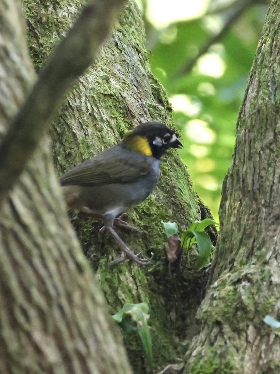 White-eared Ground-Sparrow - Debbie Crowley