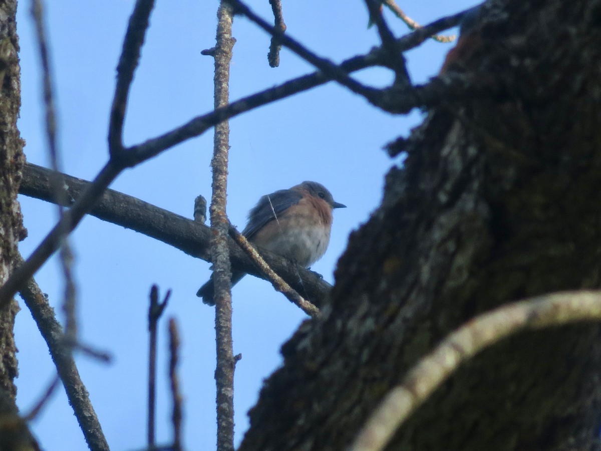 Eastern Bluebird - Christine Cote