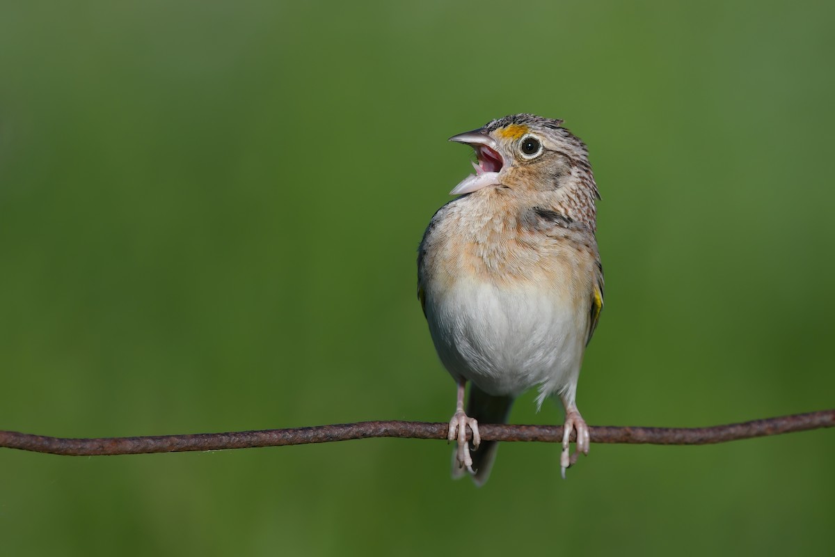 Grasshopper Sparrow - Ed Poropat