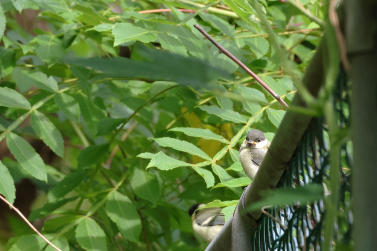 Japanese Tit - KAZUKO KAMIMURA