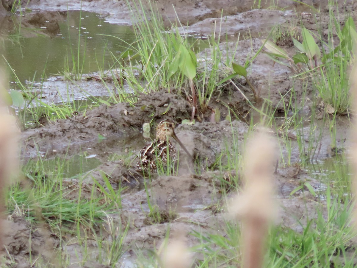 Wilson's Snipe - ML619548548