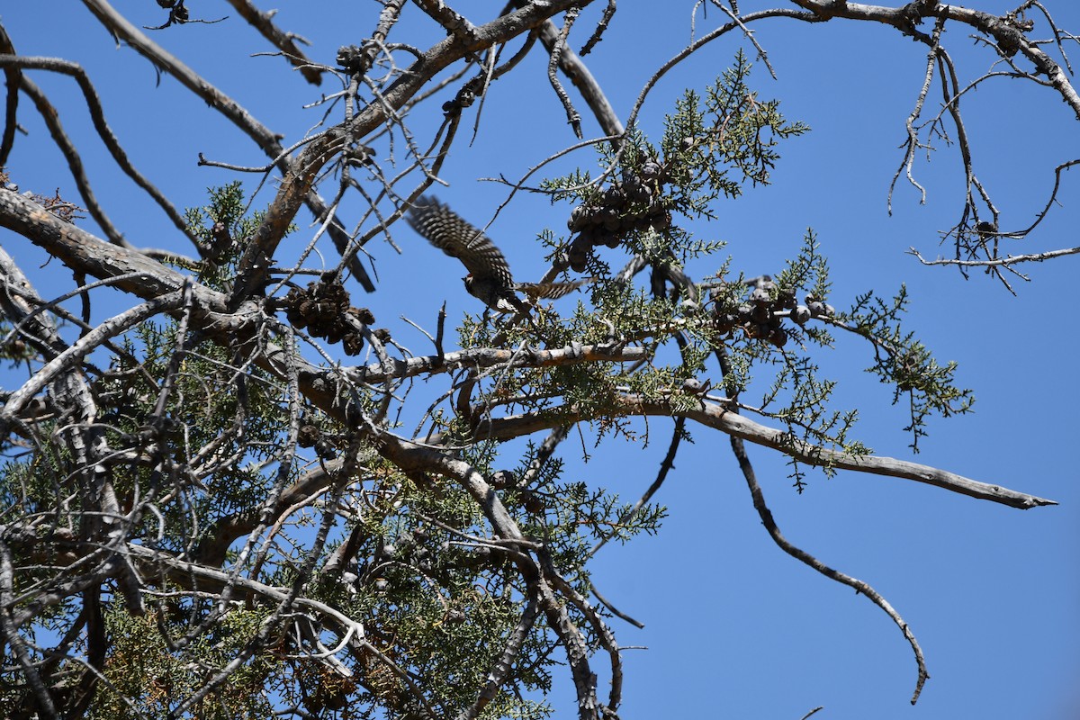 Nuttall's/Ladder-backed Woodpecker - Lael Rudisill