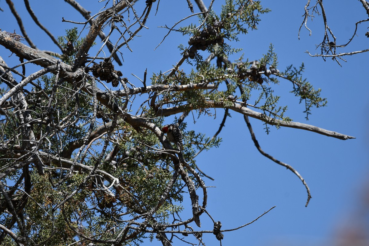 Nuttall's/Ladder-backed Woodpecker - ML619548551