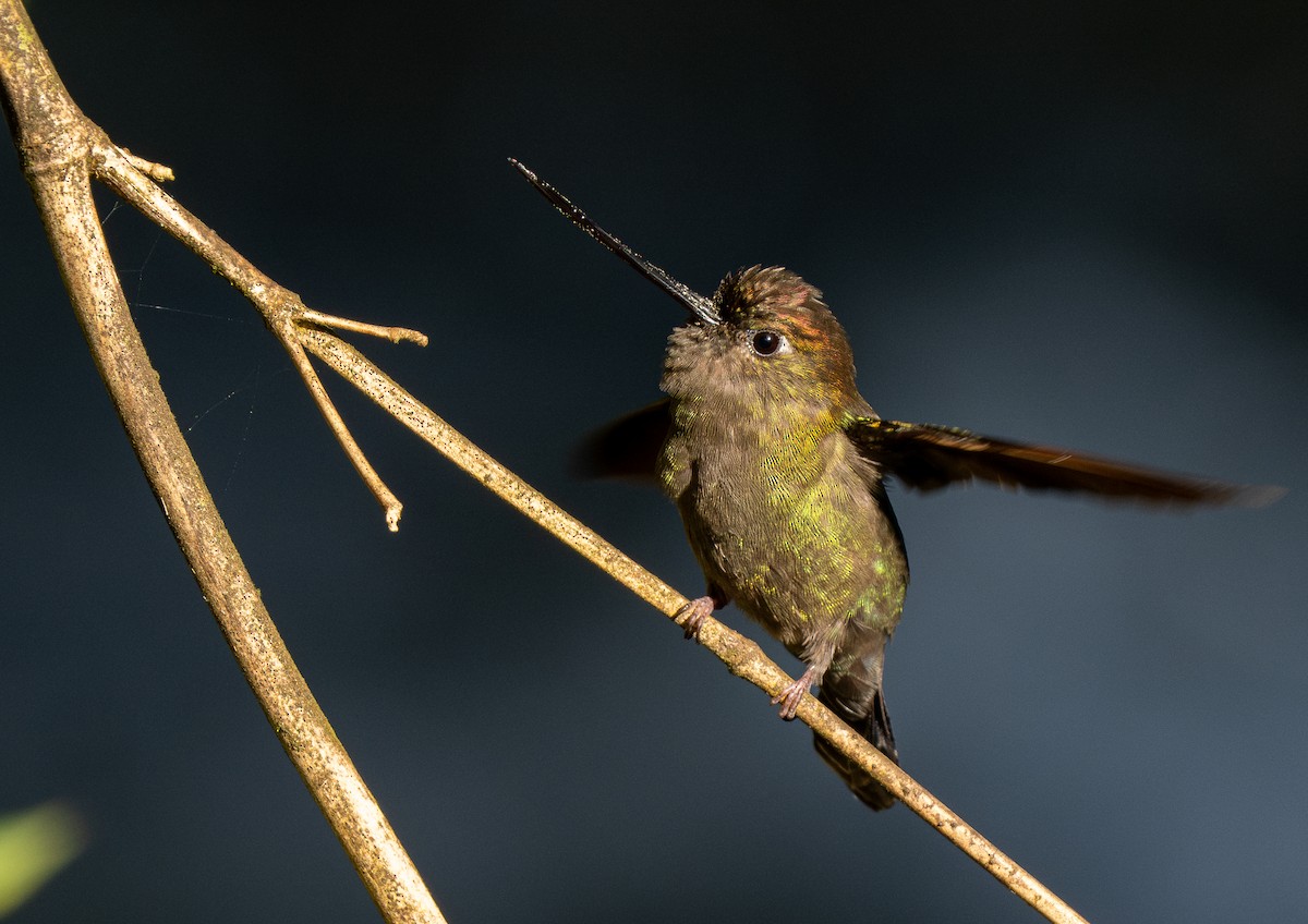 Green-fronted Lancebill - Forest Botial-Jarvis
