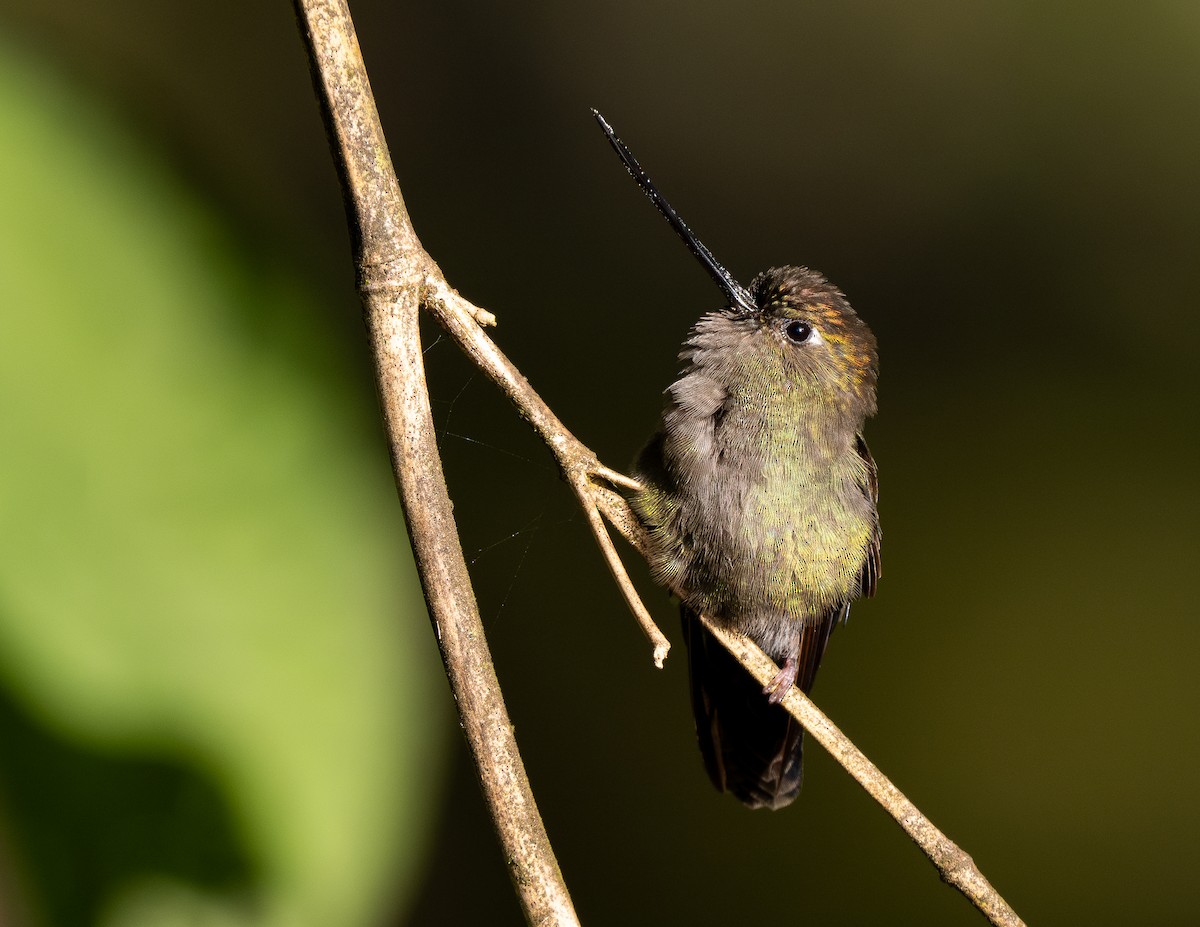 Green-fronted Lancebill - Forest Botial-Jarvis