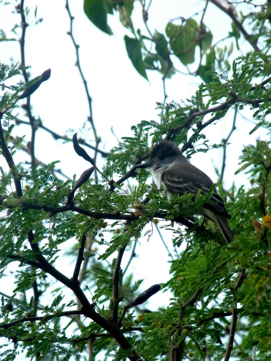 La Sagra's Flycatcher - Mateo Díaz Grau