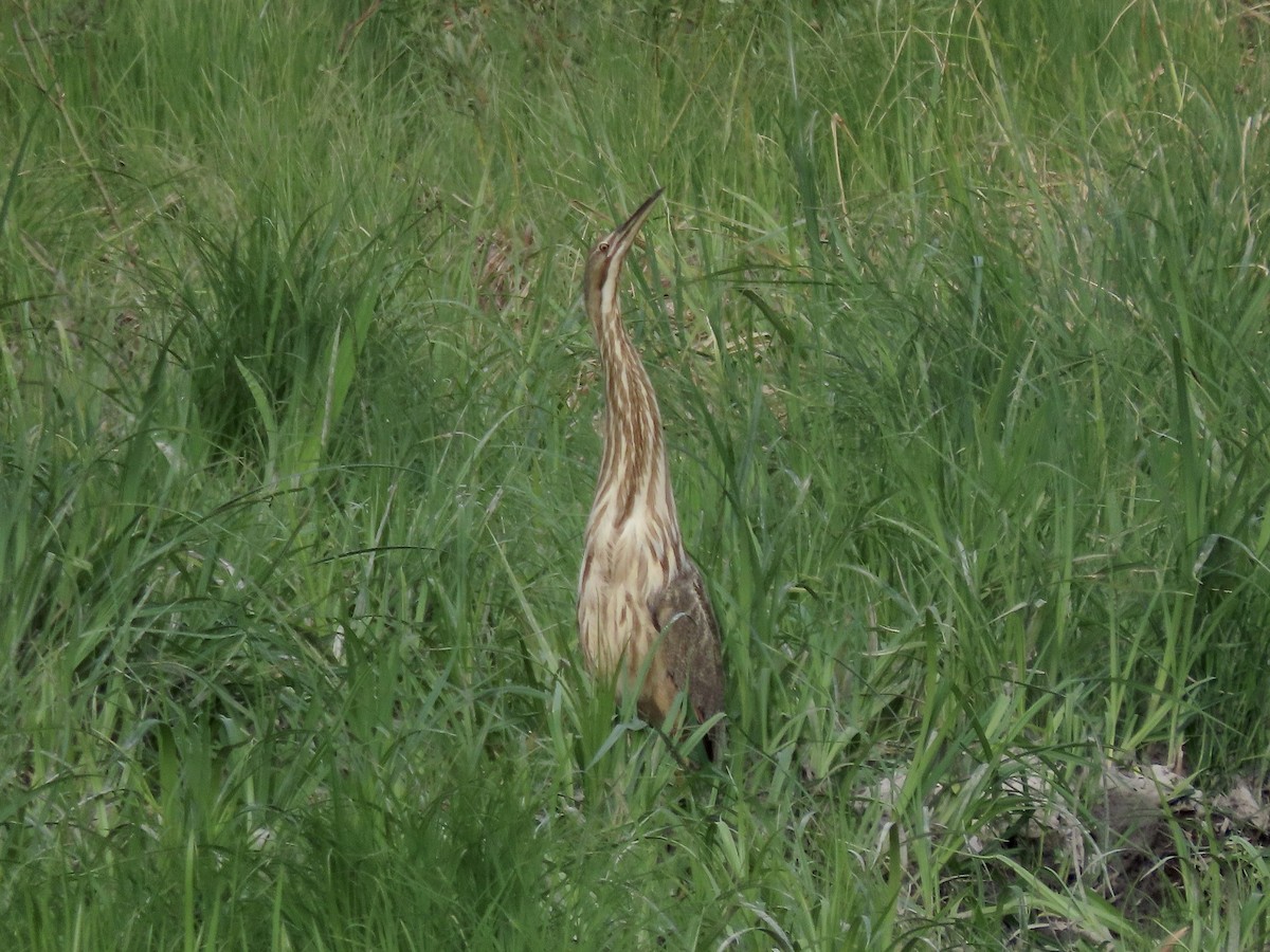 American Bittern - David and Regan Goodyear