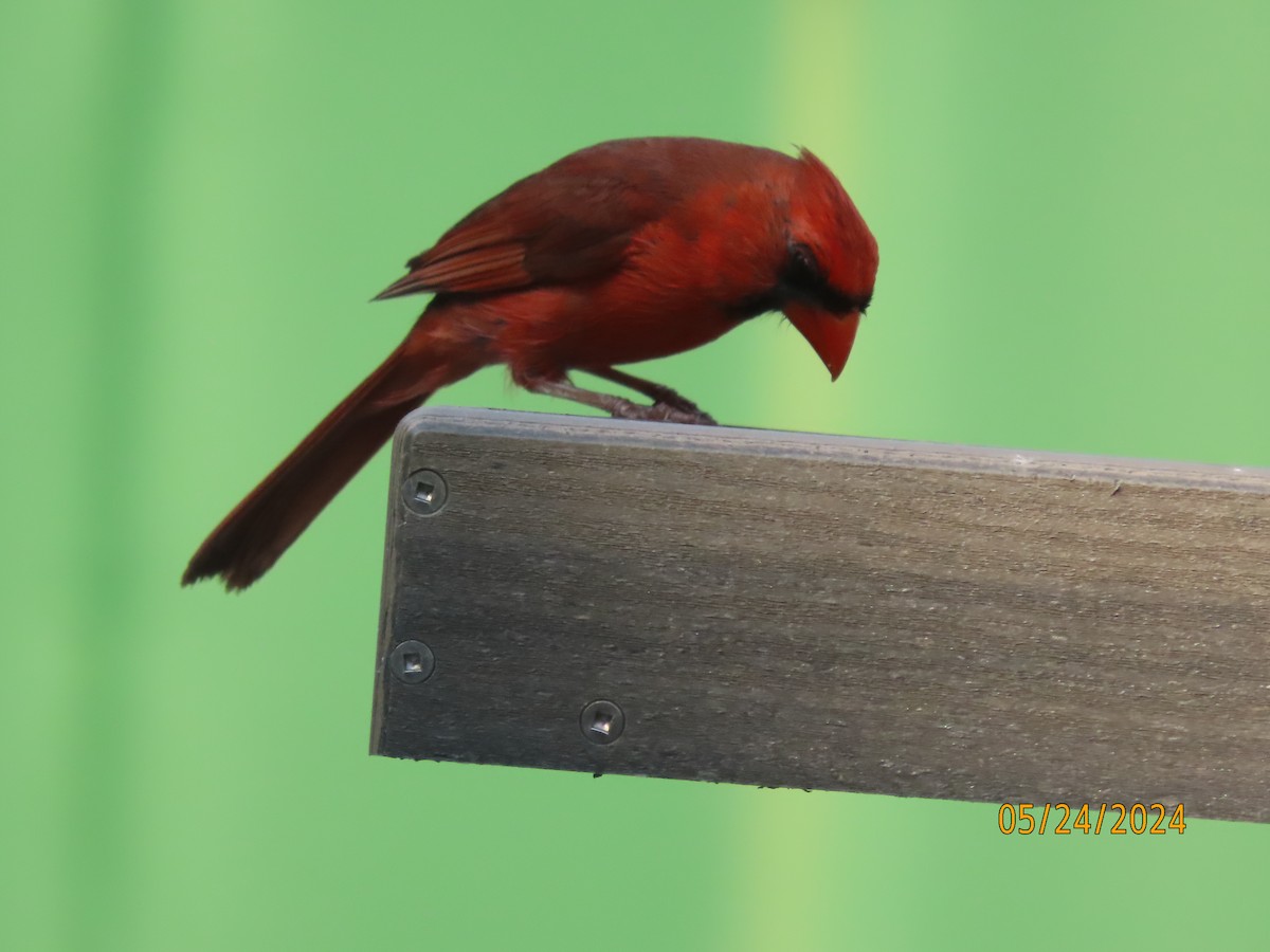 Northern Cardinal - Susan Leake