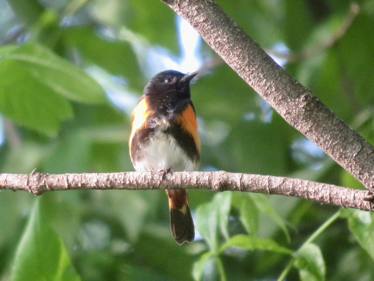 American Redstart - Christine Cote