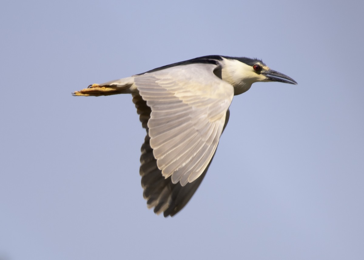 Black-crowned Night Heron - Rene Reyes