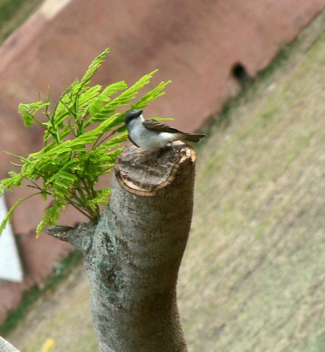 Gray Kingbird - Mateo Díaz Grau