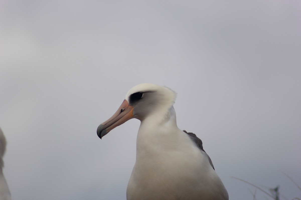 Laysan Albatross - Sam Odell