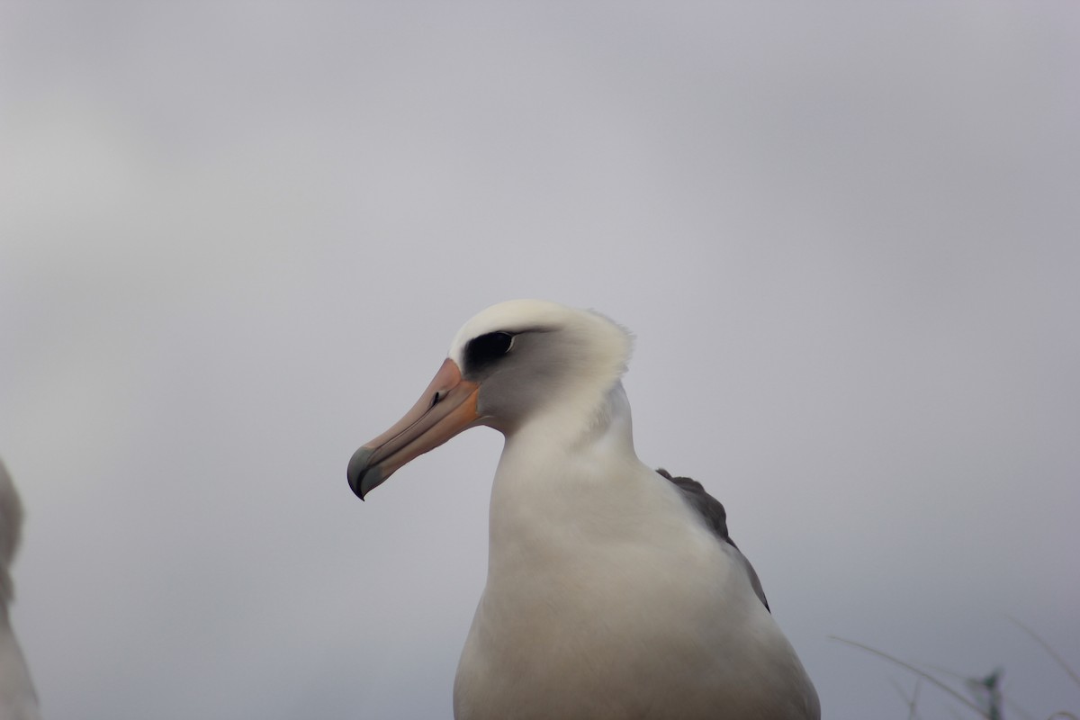 Albatros de Laysan - ML619548575