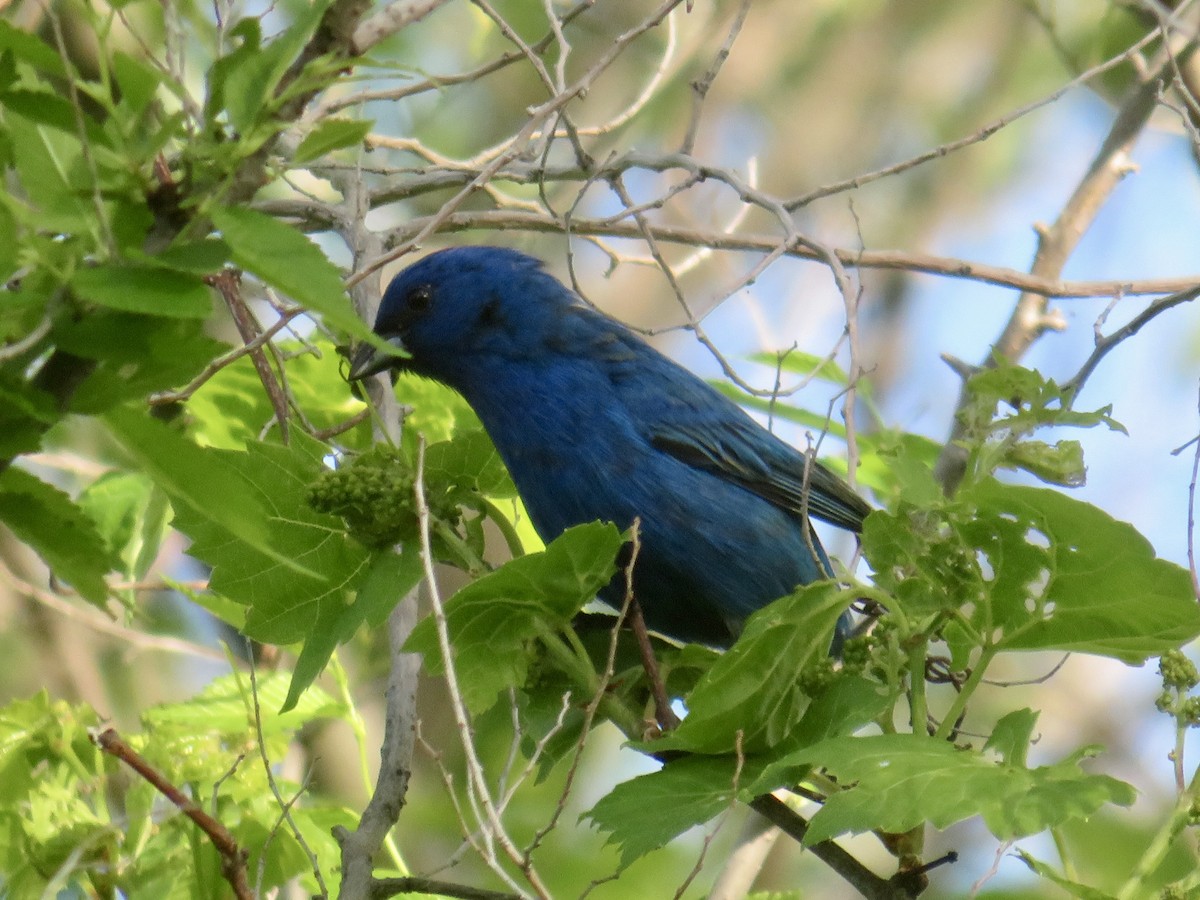 Indigo Bunting - Christine Cote