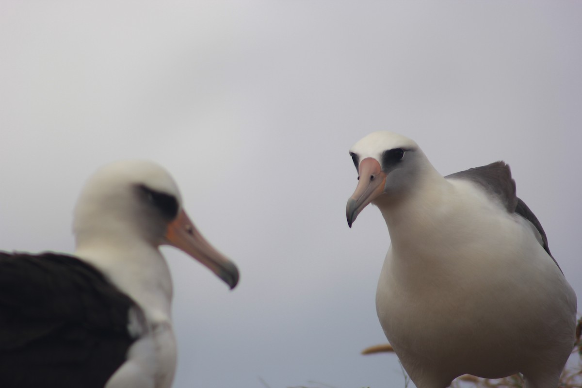 Laysan Albatross - Sam Odell