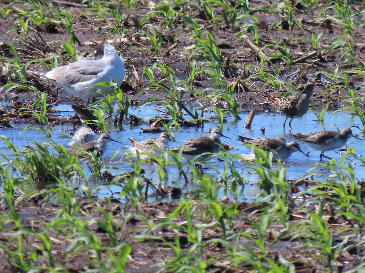 Wilson's Phalarope - Joel Strafelda