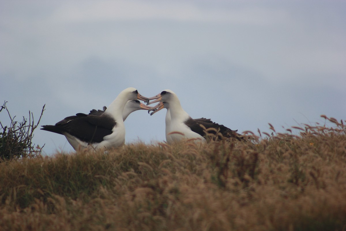 Laysan Albatross - Sam Odell