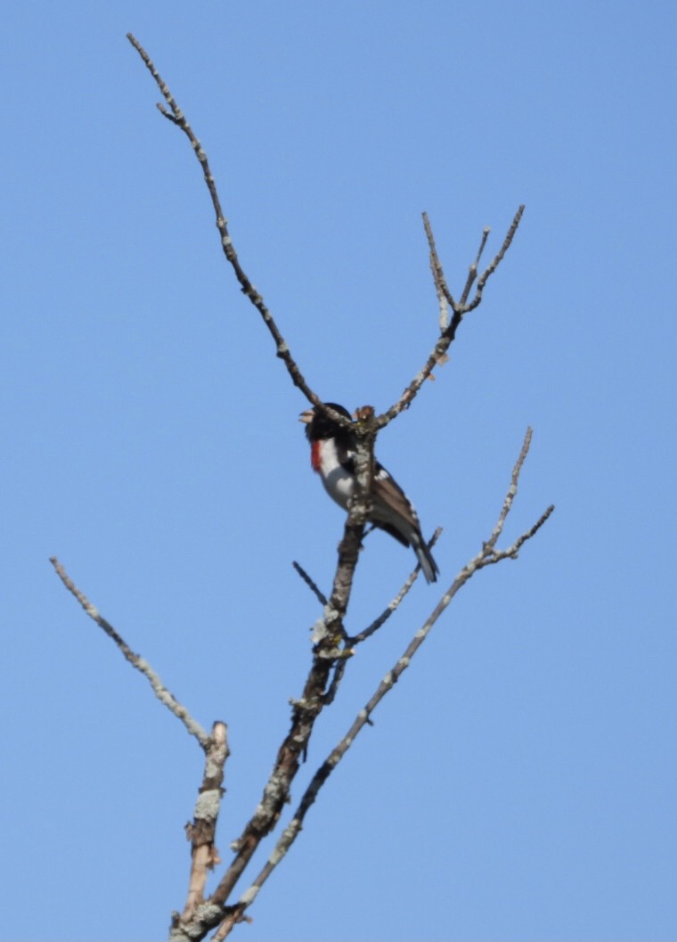 Rose-breasted Grosbeak - Manon Guglia