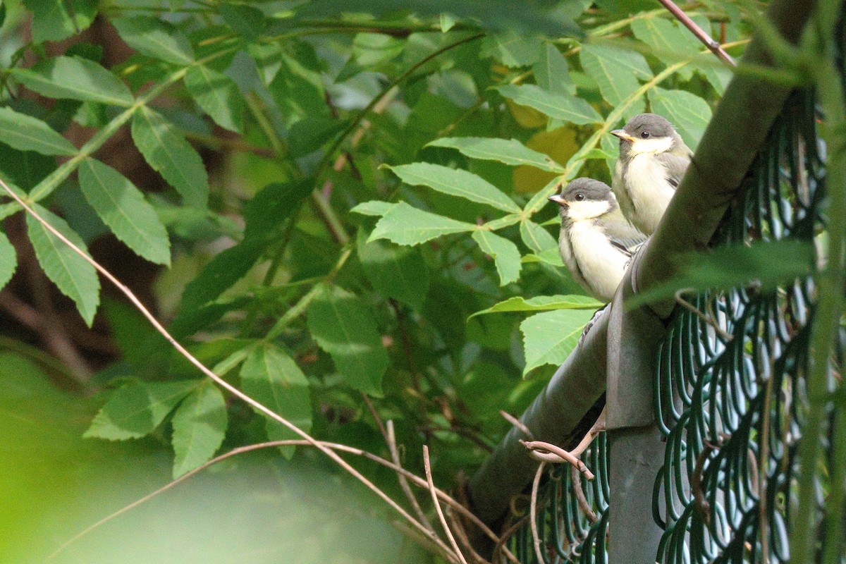 Japanese Tit - KAZUKO KAMIMURA