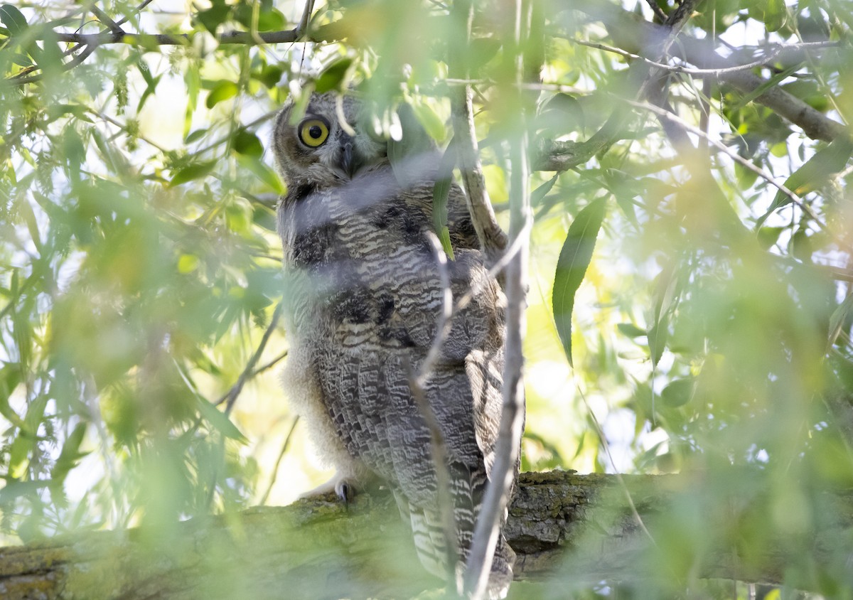 Great Horned Owl - Rene Reyes
