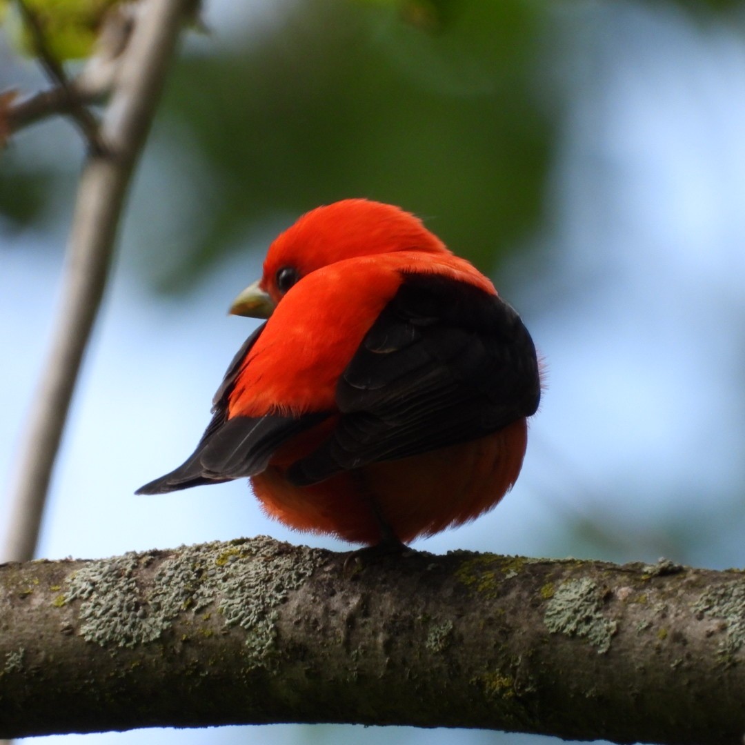 Scarlet Tanager - Manon Guglia