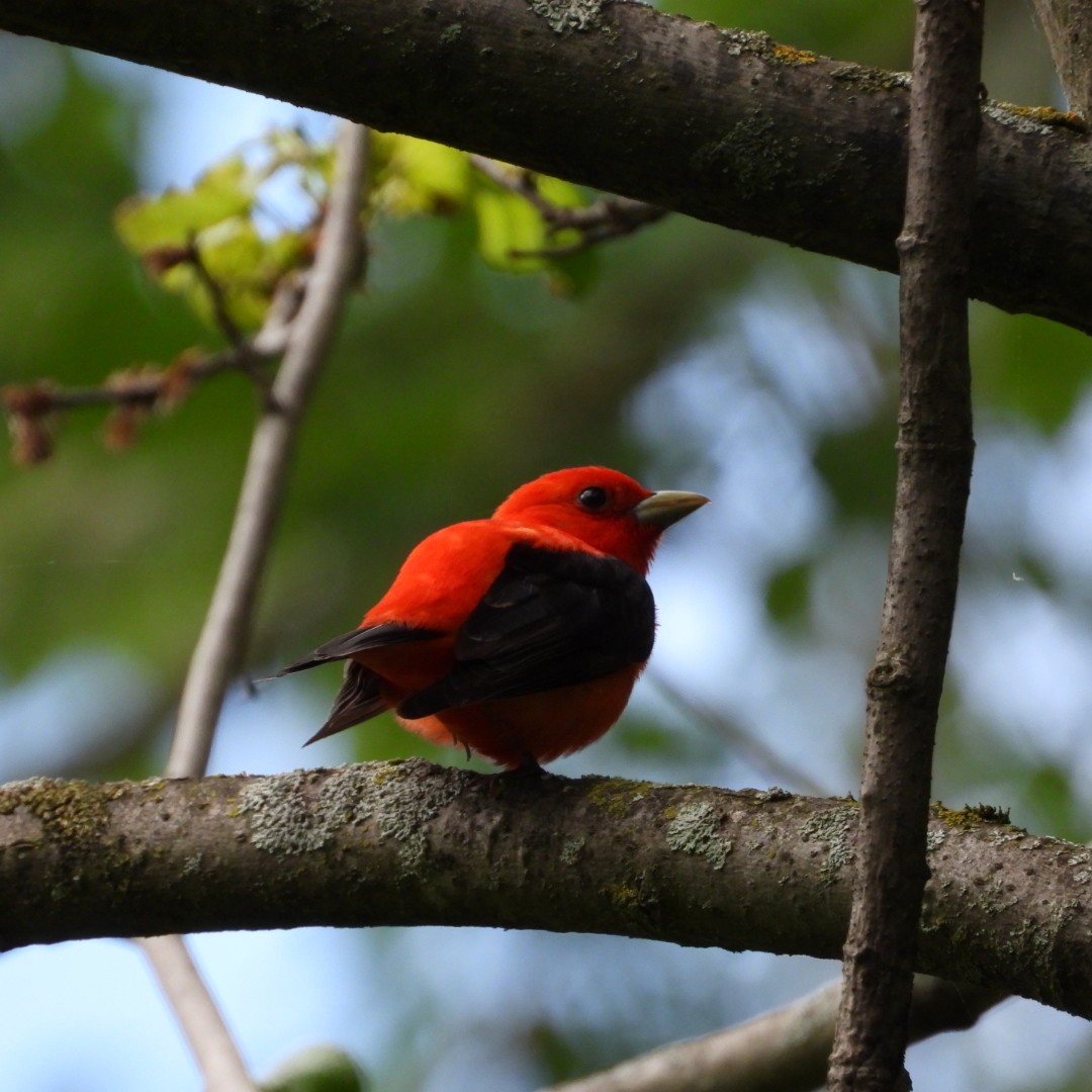 Scarlet Tanager - Manon Guglia