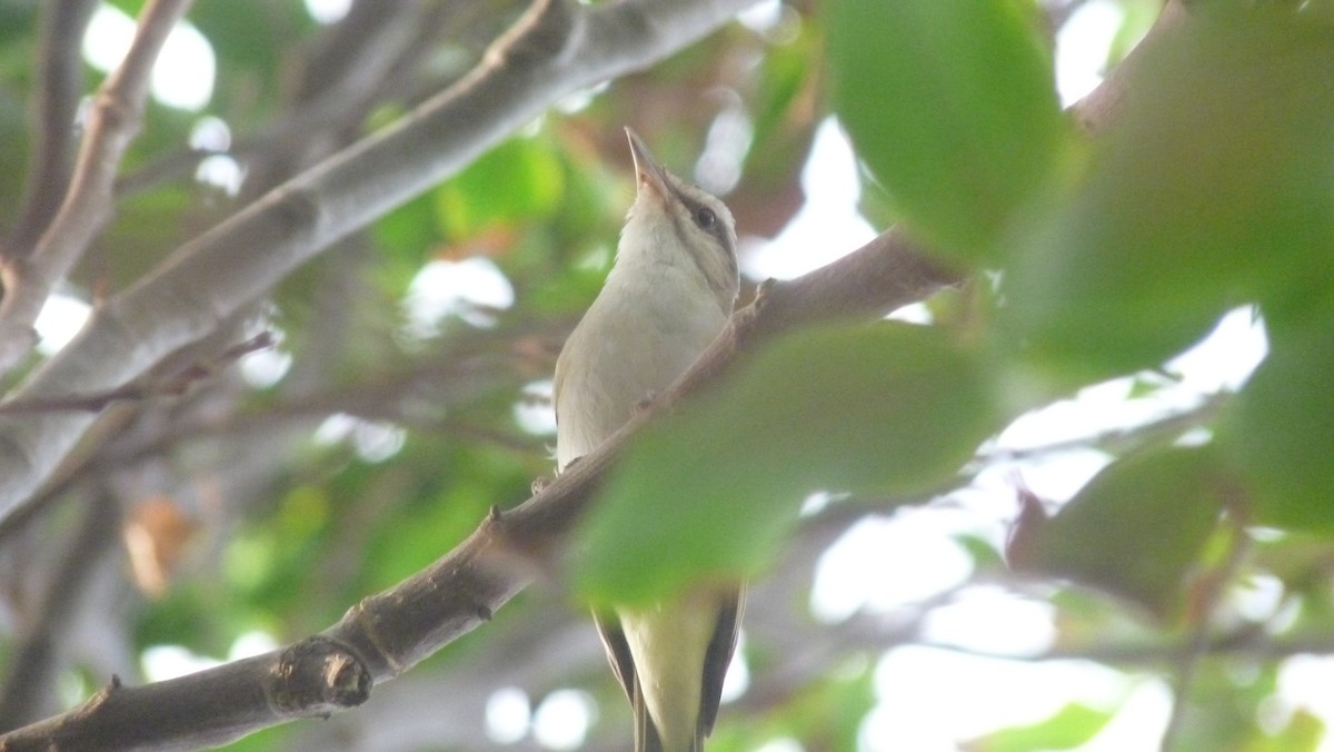 Black-whiskered Vireo - Mateo Díaz Grau