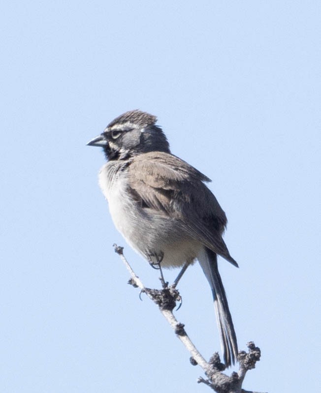 Black-throated Sparrow - Allan Spradling