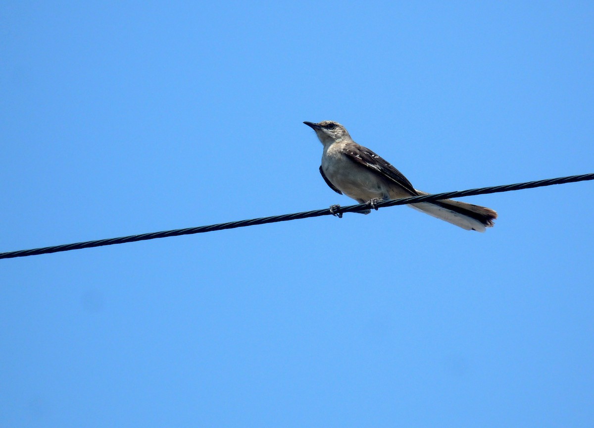 Northern Mockingbird - Mateo Díaz Grau