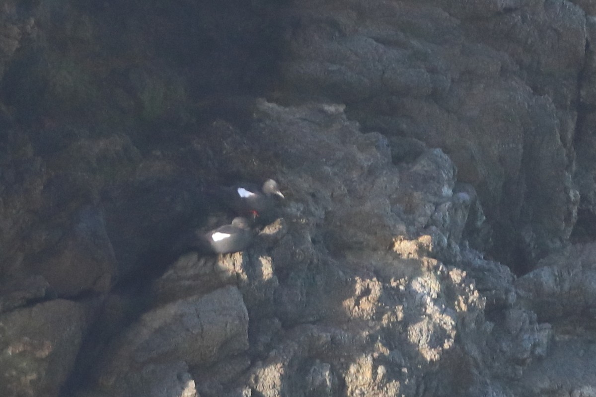 Pigeon Guillemot - ML619548616