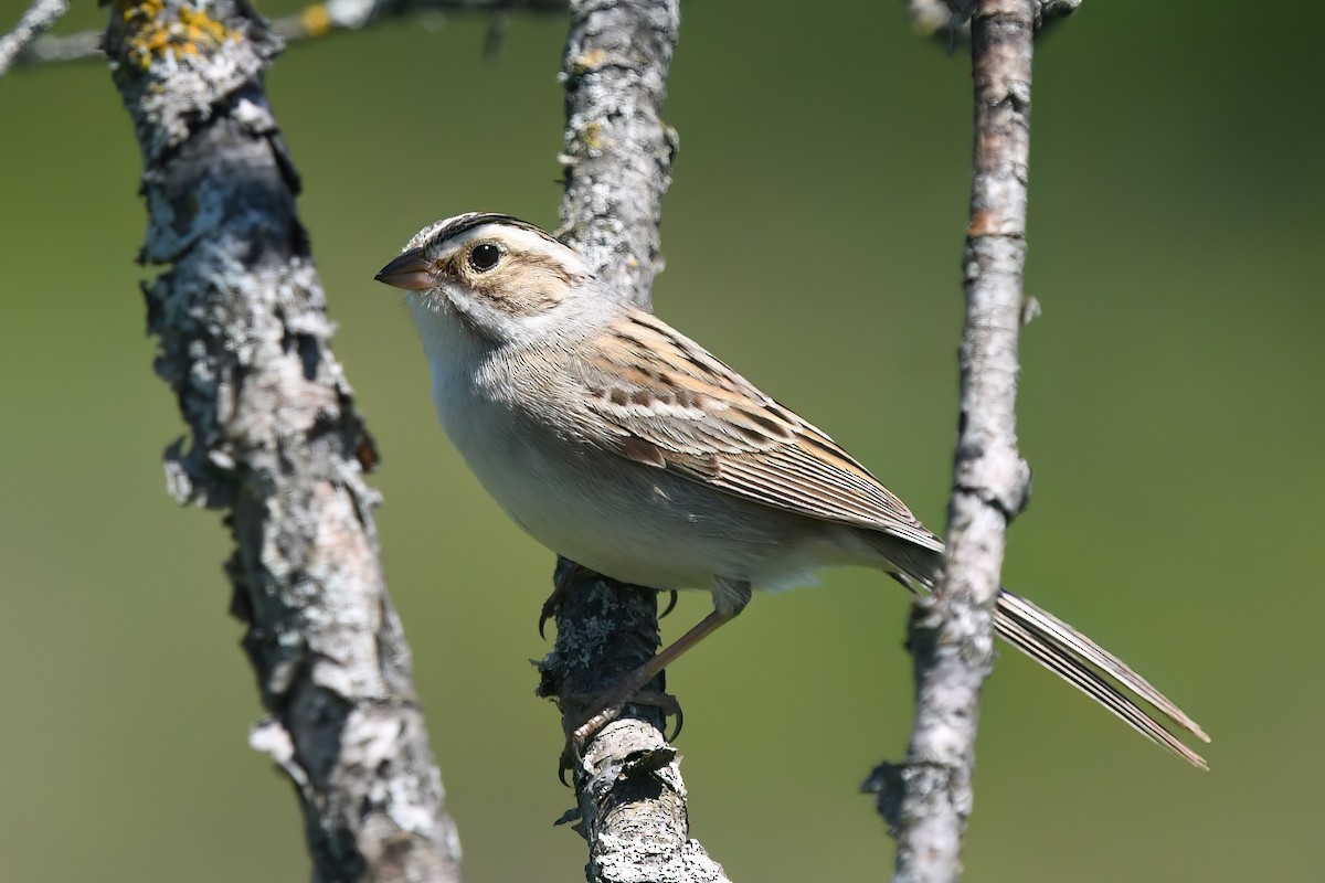 Clay-colored Sparrow - Ed Poropat