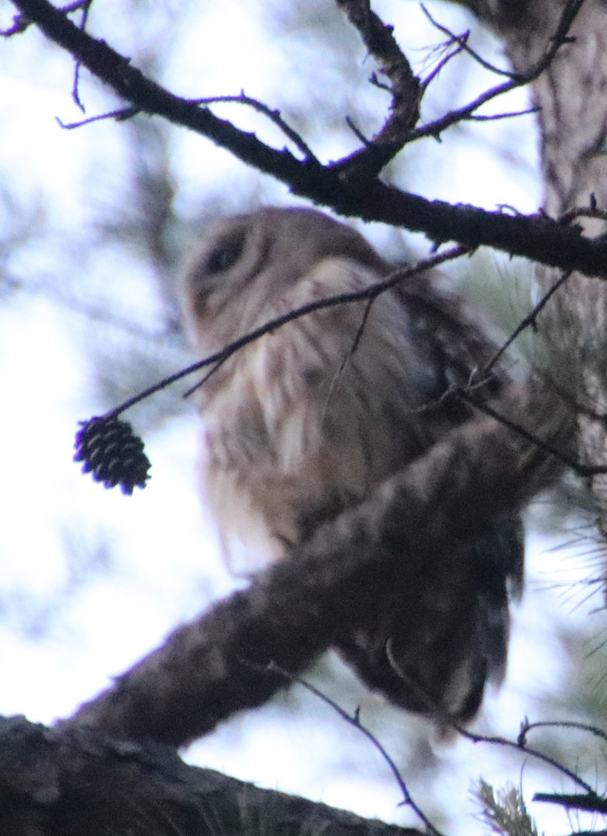 Barred Owl - Betty Thomas