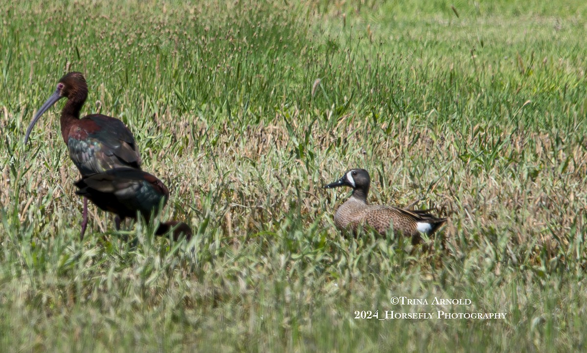 Blue-winged Teal - Trina Arnold