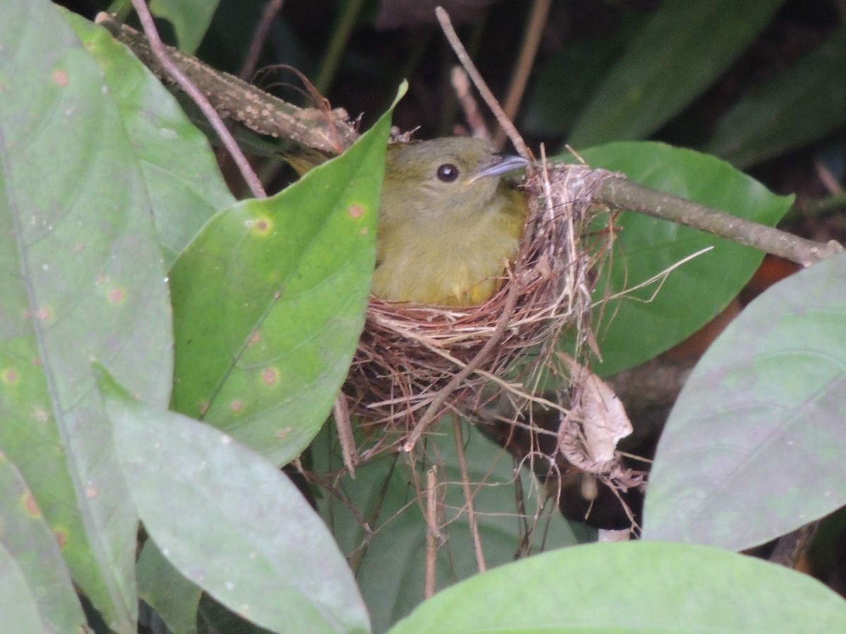 White-collared Manakin - Roger Lambert